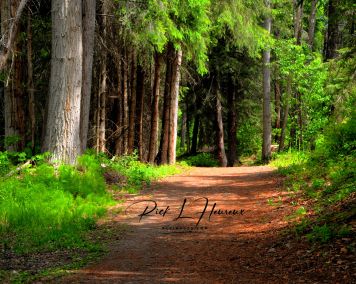 Mark Creek Trail